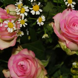  blumenschmuck-rosa-rose